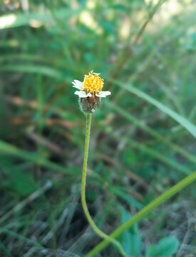 A wild flower sitting quitely