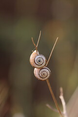Snails on a branch in nature. Shallow depth of field. © Viktor