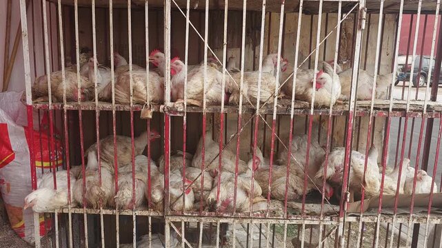 Live chickens in cages at a traditional poultry market in Morocco. Close-up of live white broiler chickens confined in metal cages at a traditional poultry market in Morocco.