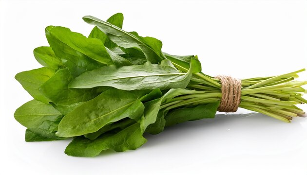 Bundle Of Fresh Sorrel Rumex Acetosa Pot Herb Isolated Png