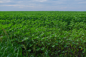 Fototapeta premium Young Sunflower Field at Dusk – Endless Green Growth Across the Countryside 
