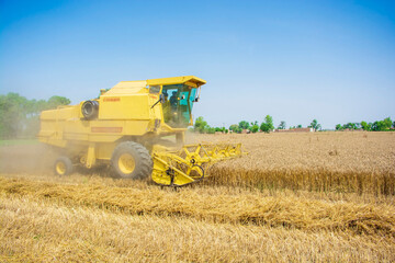 Obraz premium Combine harvester on wheat field