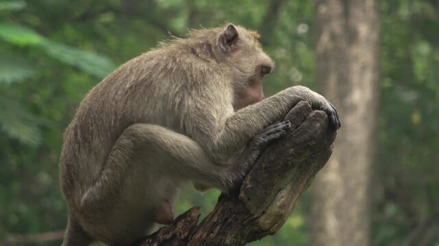 Active 4K footage of a macaque monkey using its hands and feet to climb up a slanted tree branch. The monkey moves with agility through the green forest canopy of the zoo.

