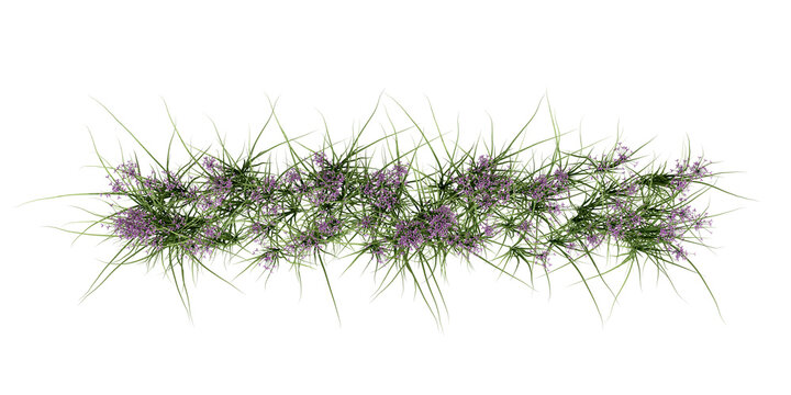 Top view grass isolated on white