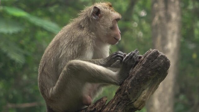Detailed 4K footage of a macaque monkey sitting on a wooden stump and carefully grooming its foot. This behavior highlights the primate's self-care and hygiene routines in a naturalistic setting.
