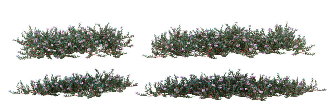 Set of grass with purple flower shrubs isolated on white background