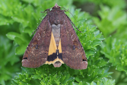An adult large yellow underwing moth (Noctua pronuba). An adult insect on a parsley plant. It is a common and dangerous pest of many cultivated plants.
