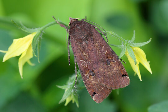 Large Yellow Underwing, Noctua pronuba. Caterpillars, larvae of this species aer the most voracious pests of many crops.
