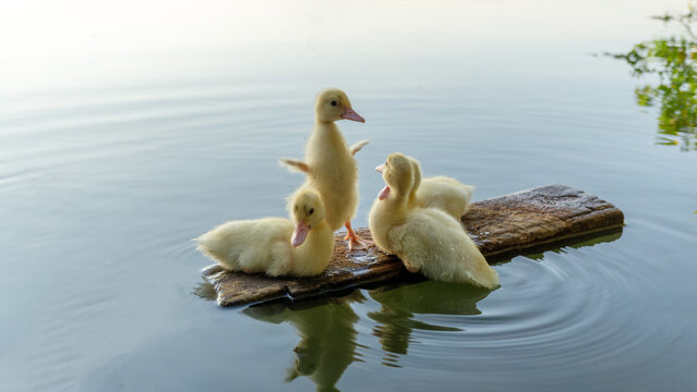 Group of cute baby ducks huddling together on a floating piece of wood