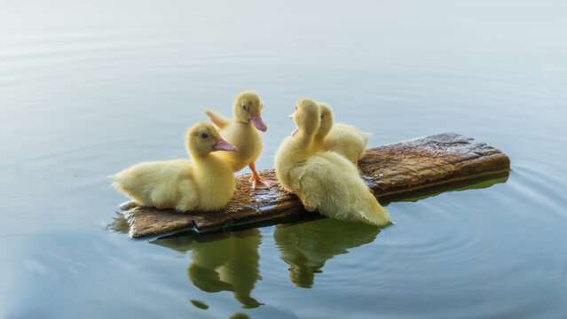 Group of cute baby ducks huddling together on a floating piece of wood