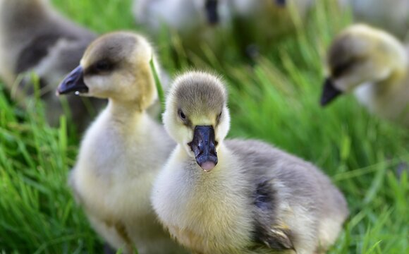 Young gosling standing in fresh green grass on a sunny day. Close-up wildlife portrait of a fluffy baby goose in a natural outdoor setting, highlighting early growth and animal behavior.