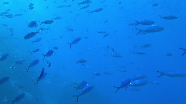 school of fish swims in the blue sea