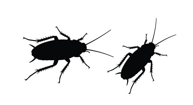 Two black cockroach silhouettes against a white background showcasing detailed insect anatomy silhouette roach cockroaches pest pests bug