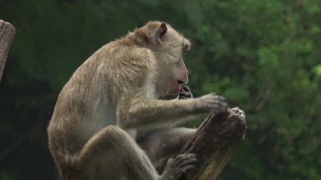 Detailed 4K footage of a macaque monkey sitting on a branch and eating a piece of food held in its hand. The primate&rsquo;s facial movements and dexterity are clearly visible against the forest backdrop.
