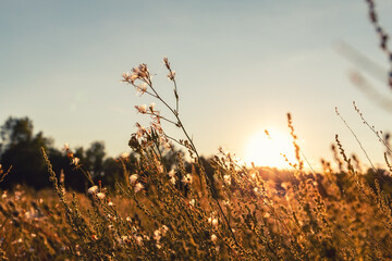 Fototapeta premium Abstract warm landscape of dry wildflower and grass meadow on warm golden hour sunset or sunrise time. Tranquil autumn fall nature field background. Soft golden hour sunlight at countryside