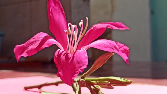 Beautiful Bauhinia blakeana flowers displayed with a soft pink background, highlighting elegant petals and tropical ornamental beauty.