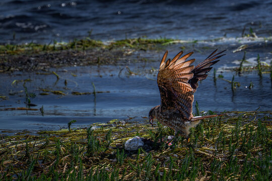 A chimango caracara spreads its wings beside shallow water while feeding in its natural habitat.