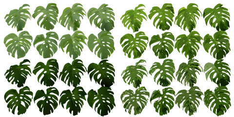 Monstera leaves collection hand painted watercolor style with a white background monstera leaf swiss cheese plant fenestrated leaf split leaf philodendron © Ranajit