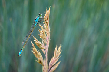 Große Pechlibelle ( Ischnura elegans ). © Michael