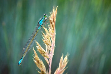 Große Pechlibelle ( Ischnura elegans ). © Michael