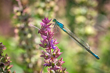 Große Pechlibelle ( Ischnura elegans ). © Michael