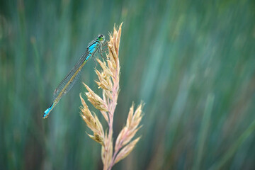 Große Pechlibelle ( Ischnura elegans ). © Michael