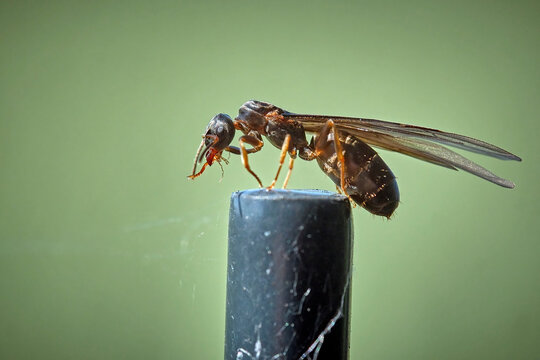 Braune Wegameise ( Lasius brunneus ).
