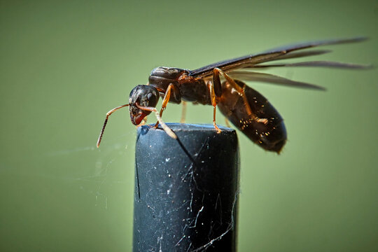 Braune Wegameise ( Lasius brunneus ).