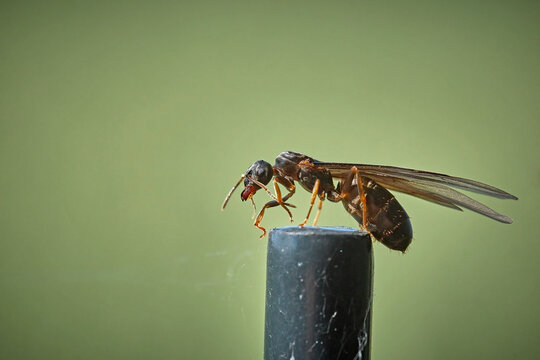 Braune Wegameise ( Lasius brunneus ).