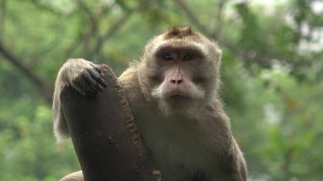 Clear 4K frontal shot of a macaque monkey leaning against a wooden post. The primate looks directly into the lens with a curious expression, surrounded by the soft green bokeh of jungle trees.
