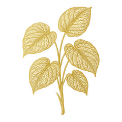 Fototapeta premium PNG Elegant golden leaf illustration