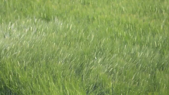風に揺らぐ緑の大麦畑