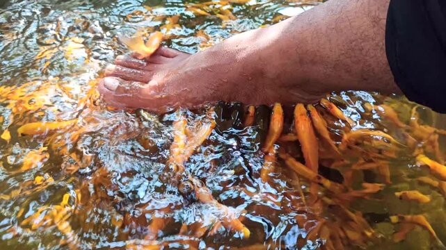Fish foot therapy using nilem fish as a natural relaxation treatment, commonly enjoyed for wellness, gentle skin care, and unique spa experiences.