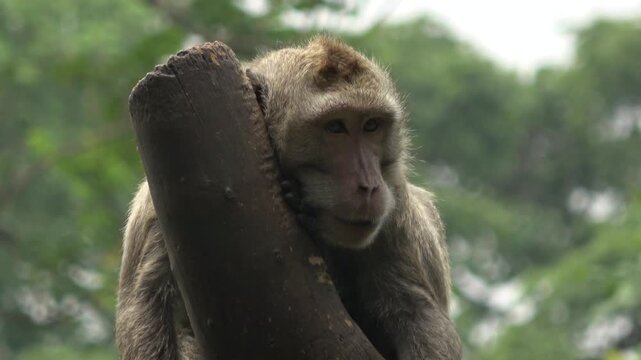 Peaceful 4K footage of a tired macaque monkey leaning its head against a wooden post. The primate appears relaxed and sleepy, blinking slowly within the quiet forest atmosphere of its zoo habitat.
