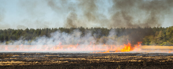 Obraz premium Wildfire on wheat field stubble after harvesting near forest. Burning dry grass meadow due arid climate change hot weather and evironmental pollution. Soil enrichment with natural ash fertilizer.