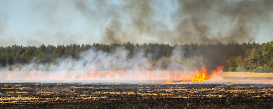 Wildfire on wheat field stubble after harvesting near forest. Burning dry grass meadow due arid climate change hot weather and evironmental pollution. Soil enrichment with natural ash fertilizer.