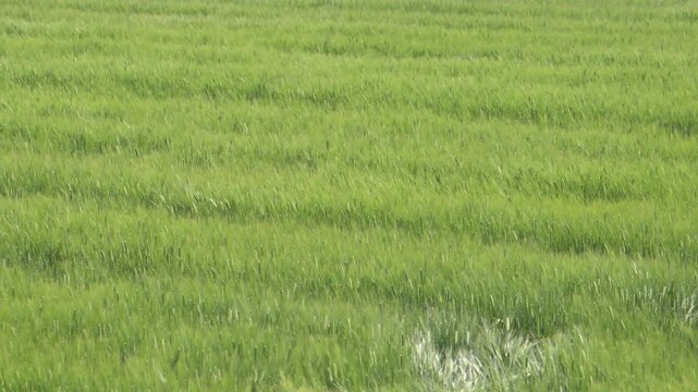 風に揺らぐ緑の大麦畑