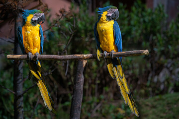 Two blue and yellow macaws perch side by side on a wooden branch © Tom