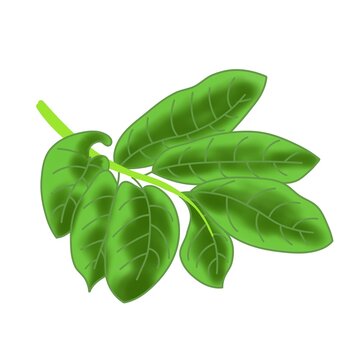 Green moringa leaves illustration isolated on a white background. Detailed leaf veins and realistic shading, perfect for nature, healthcare and medical designs.