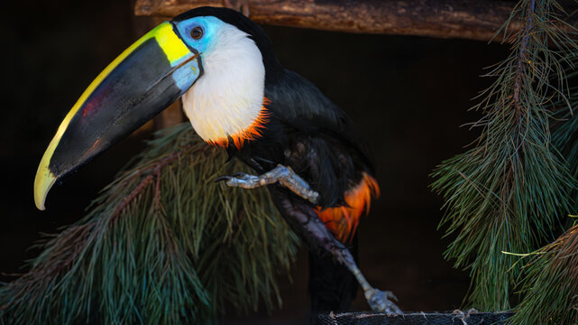 A colorful toco toucan with a large patterned bill perches among dark green branches in soft light.