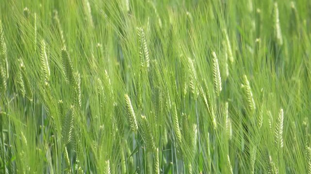 風に揺らぐ緑の大麦畑
