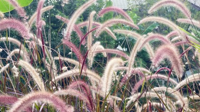the grass in the wind, purple fountain grass in the morning, b-roll of flower in the garden