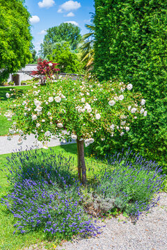 Beautiful garden scene with roses and lavender in a park during sunny weather in spring