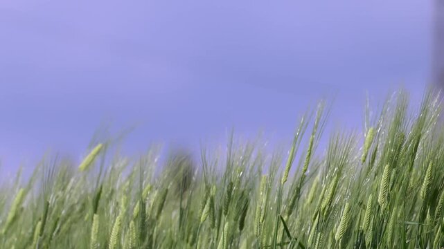 青空と緑の麦穂