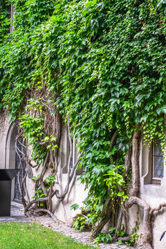 Climbing plants grow on an old wall at a historic building with windows framed by green vines and branches during daylight hours