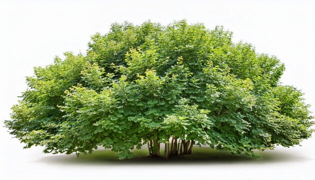 Common Hazel Bush Isolated On White Background
