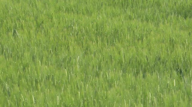 風に揺らぐ緑の大麦畑