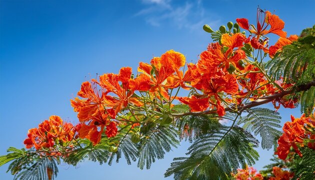 Close Up Of Flamboyant Flametree With Royal Orange Poinciana Flowers Blooming Brightly Under Clear Blue Sky Flam Boyant The Flame Tree Royal Poinciana