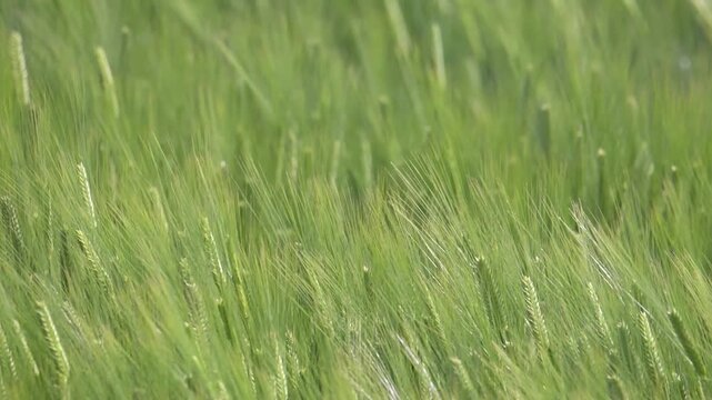 風に揺らぐ緑の大麦畑