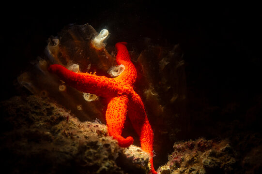 starfish and coral reef, Red Starfish (Echinaster sepositus) climbing a pen shell, Pinna rudis. Porto Conte, Alghero, SS, Sardegna, Italia